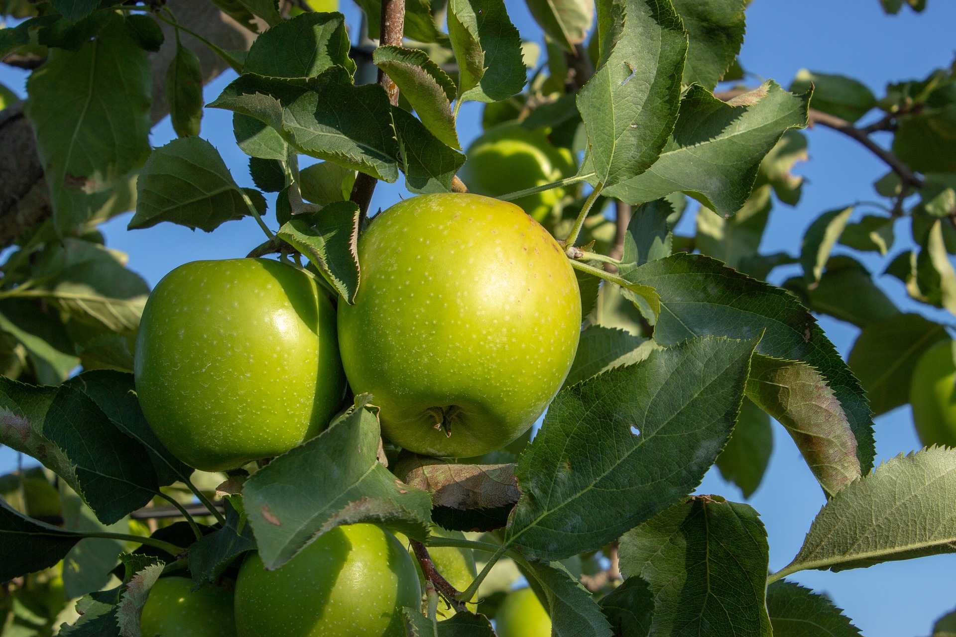 Jak uprawiać odmianę jabłek Granny Smith?