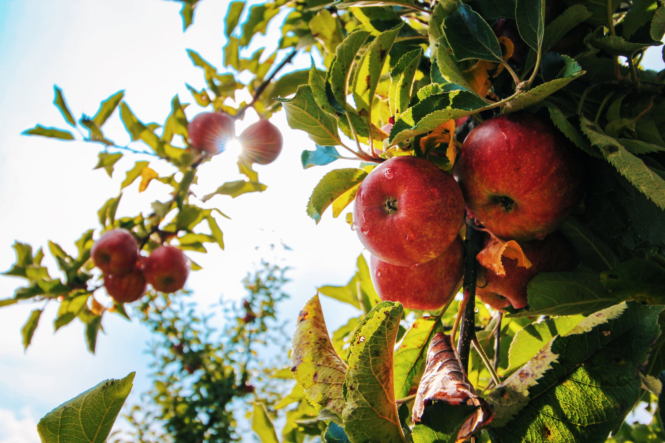 O sadzeniu sadzonek jabłoni