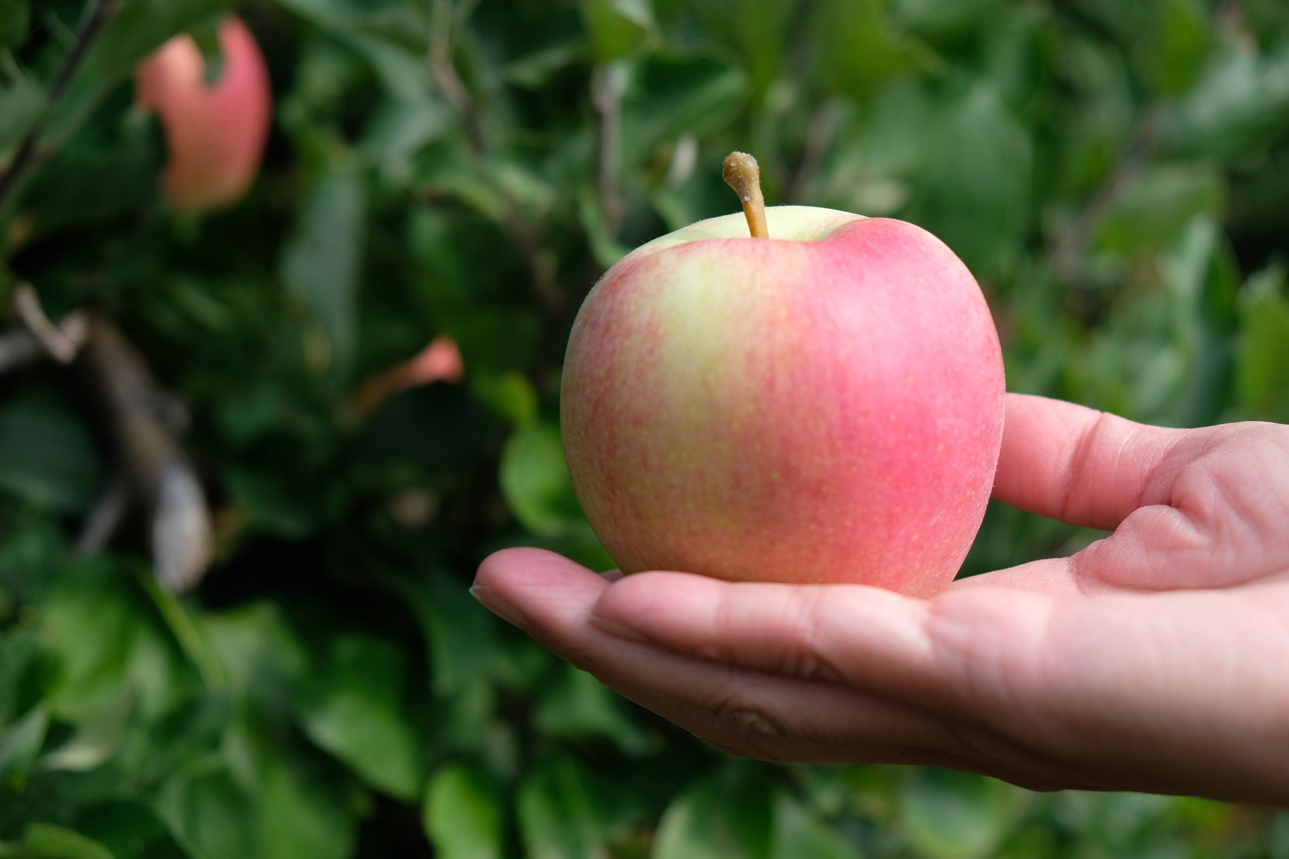 Wskazówki dotyczące uprawy jabłek Dayton